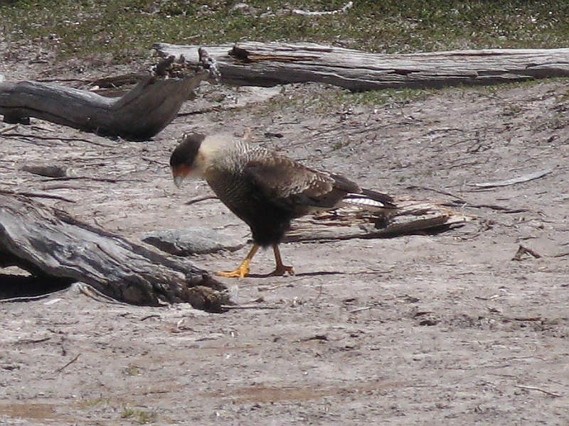 Patagonie 092.jpg